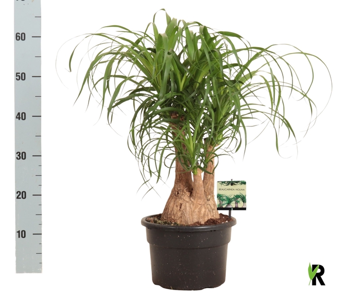 <h4>BEAUCARNEA RECUR</h4>