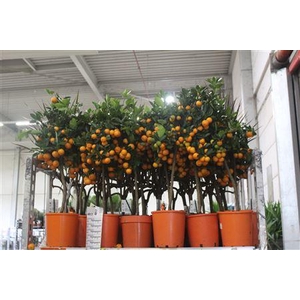 Citr Microcarpa 25+