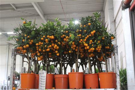 <h4>Citr Microcarpa 25+</h4>