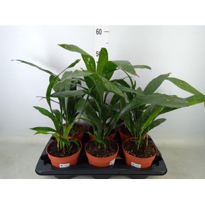 Aspidistra elat.