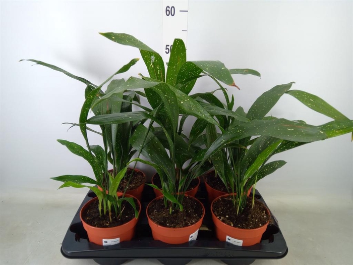 <h4>Aspidistra elat.</h4>