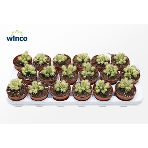 Euphorbia Aggregata Variegata