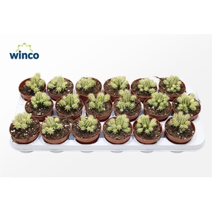 Euphorbia Aggregata Variegata