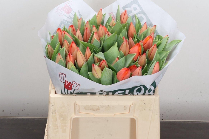 <h4>Tu En Ad Rem</h4>