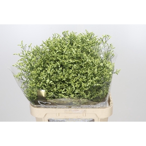Limonium sinensis China Lemon