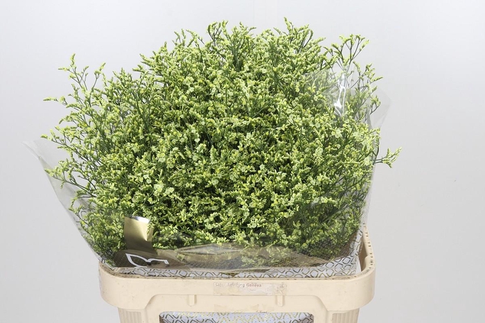 <h4>Limonium sinensis China Lemon</h4>
