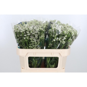 Astrantia Wit Billion Stars