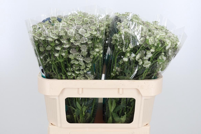 <h4>Astrantia Wit Billion Stars</h4>