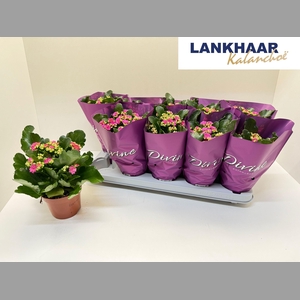 KAL GE PERFECTA PURP