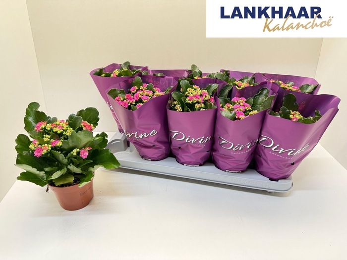 <h4>KAL GE PERFECTA PURP</h4>