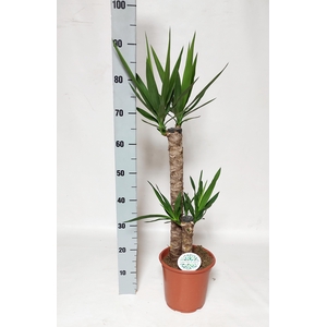 YUCCA