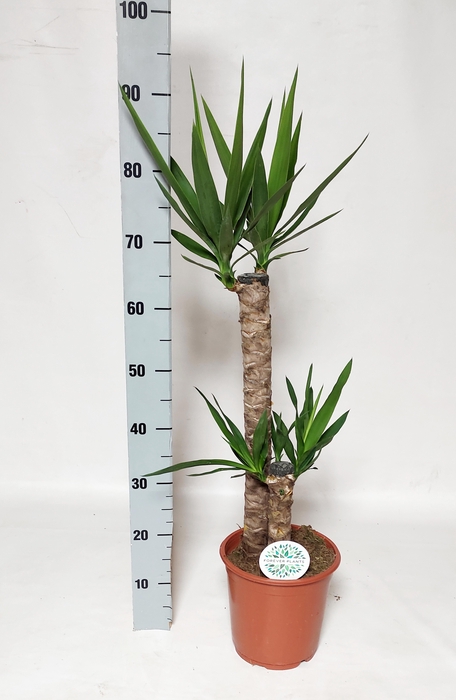 <h4>YUCCA</h4>
