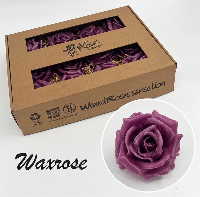 <h4>Zijde R Wx Purple</h4>
