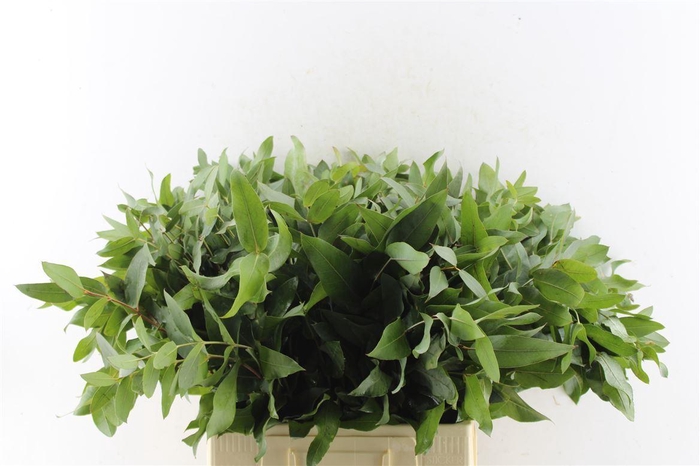 <h4>Euca Robusta Potlood Per Stem 70cm</h4>