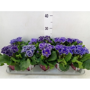 Primula ac. 'Sirococco Blue'