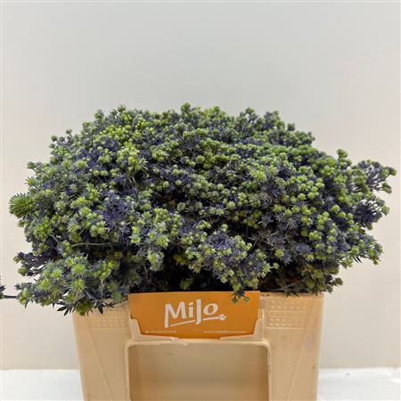 <h4>Eryng Pl Mag Purp St</h4>