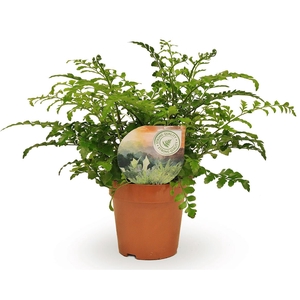 Asplenium Parvati