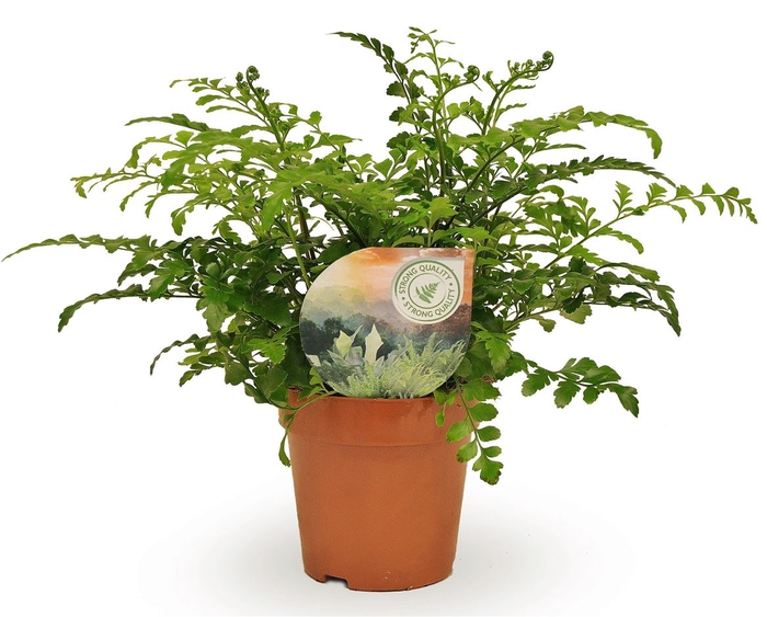<h4>Asplenium Parvati</h4>