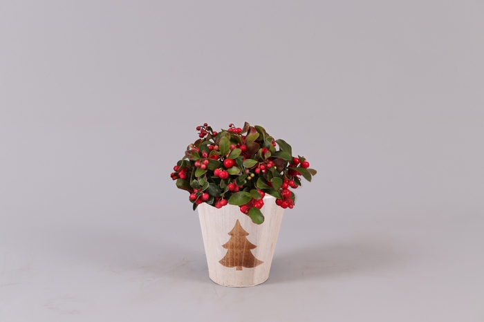 Gaultheria Big Berry Hout Rond