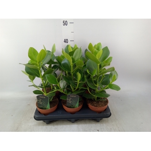 Clusia rosea 'Princess'