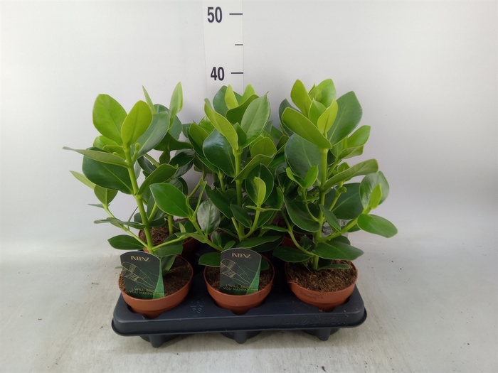 <h4>Clusia rosea 'Princess'</h4>
