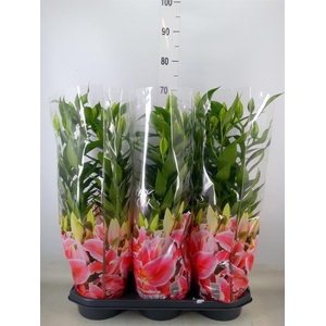 Lilium ori.  'After Eight'