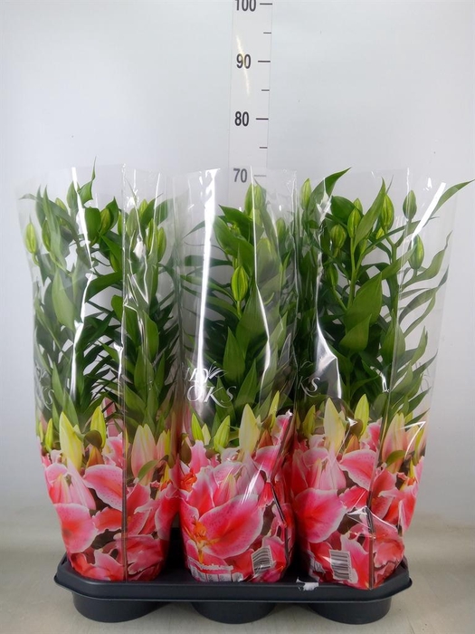 <h4>Lilium ori.  'After Eight'</h4>