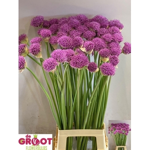 ALLIUM GLADIATOR