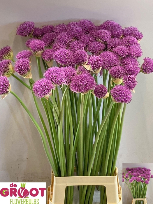 <h4>ALLIUM GLADIATOR</h4>