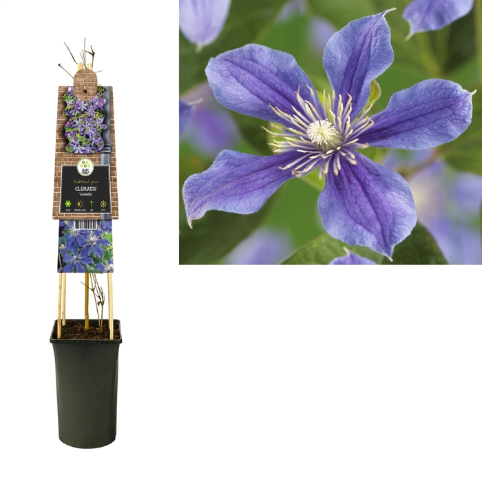 <h4>Clematis 'Arabella' 3.0 label</h4>
