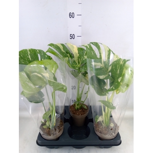 Monstera delic. 'Thai Constellatio'