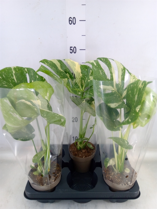 <h4>Monstera delic. 'Thai Constellatio'</h4>