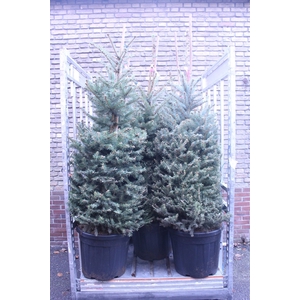 Picea pungens 'Glauca'