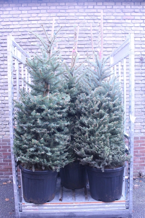 <h4>Picea pungens 'Glauca'</h4>