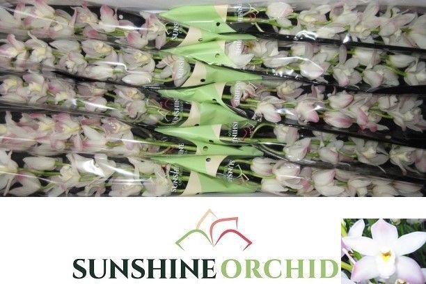 <h4>CYMB MI JOSHUA</h4>