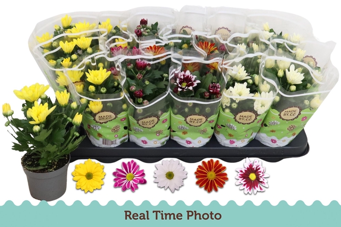 <h4>CHRYS GEM 5 KL</h4>