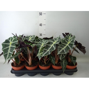 Alocasia amazonica 'Polly'