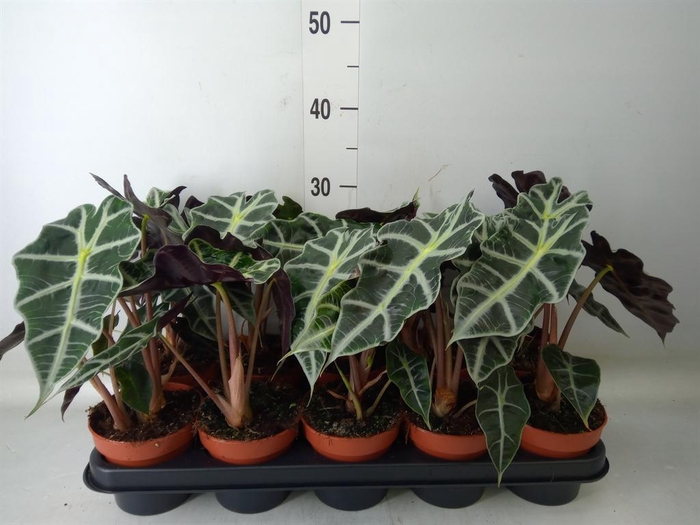 <h4>Alocasia amazonica 'Polly'</h4>