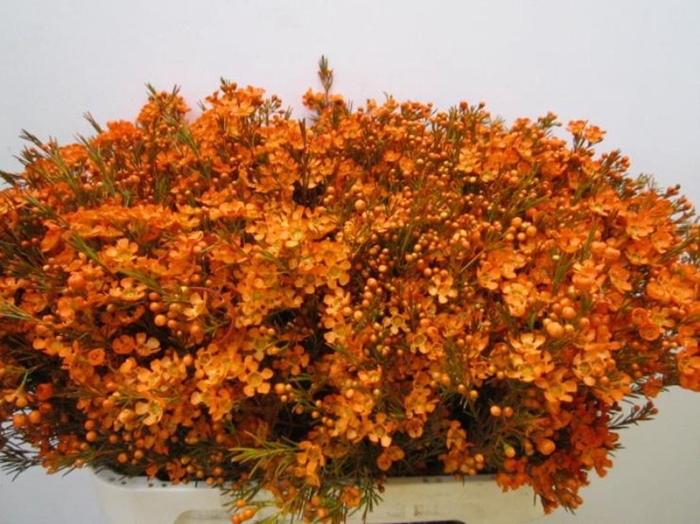 <h4>Chame Ofir Oranje</h4>