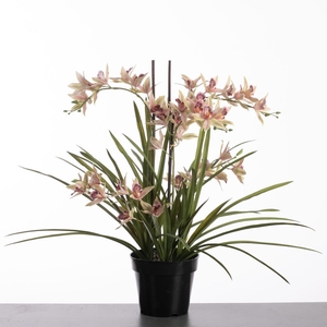 AF Dendro x5 pot 71cm Gree/Pin
