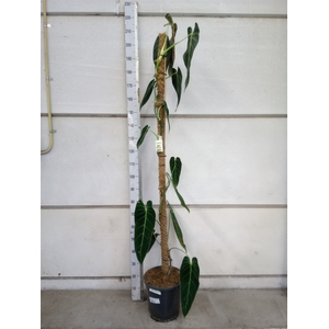 Philodendron melanochrysum