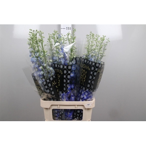 Delph Du Aurora Blue