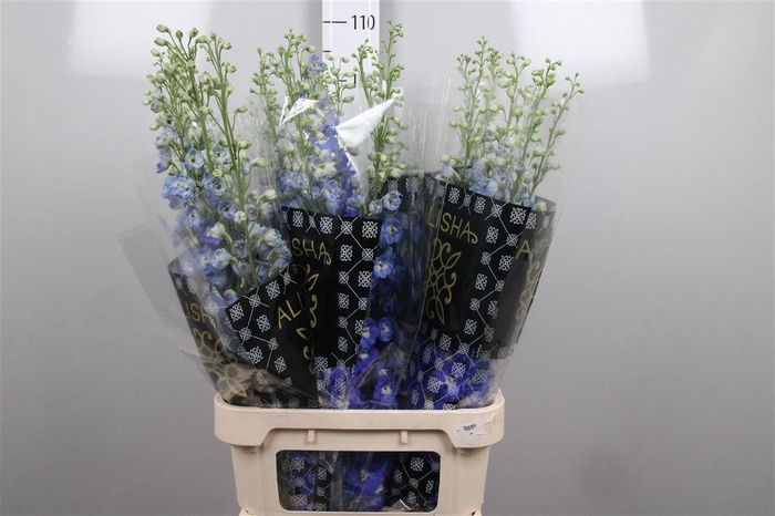 <h4>Delph Du Aurora Blue</h4>