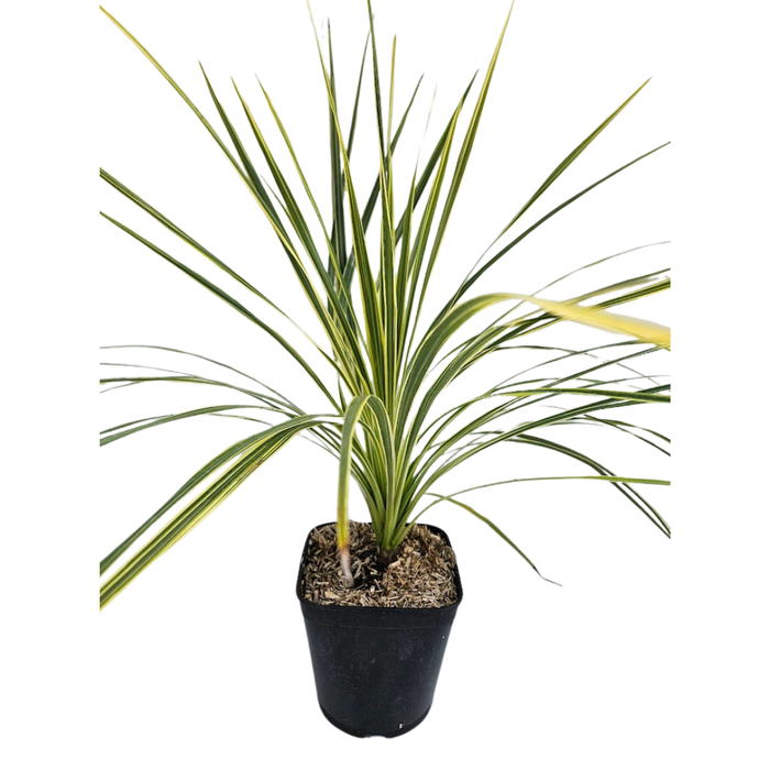 <h4>Cordyline australis 'Variegata'</h4>
