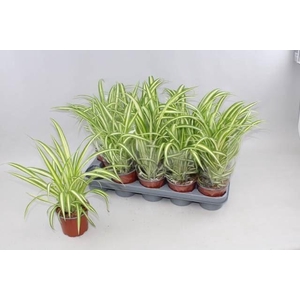 Chlorophytum com. 'Variegatum'