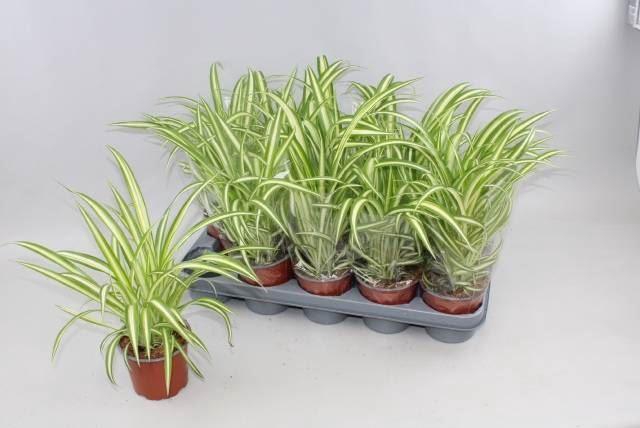 <h4>Chlorophytum com. 'Variegatum'</h4>