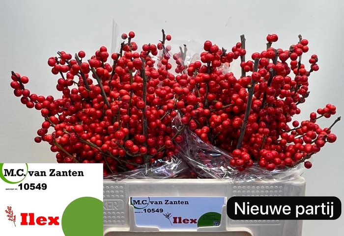 <h4>ILEX VE RODE BES</h4>