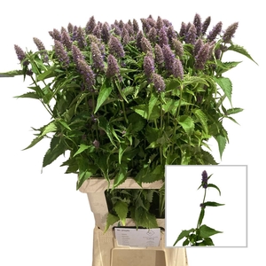 AGASTACHE OV