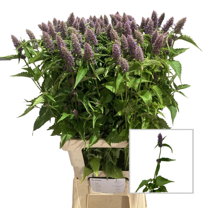 <h4>AGASTACHE OV</h4>