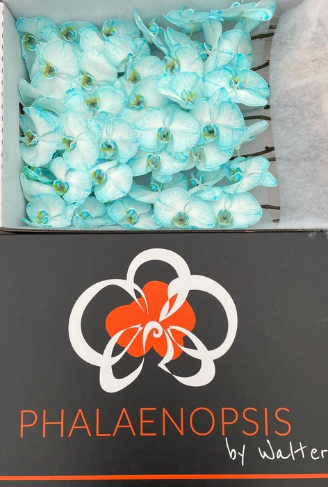 <h4>Phalaenopsis Coloured Ice Blue</h4>